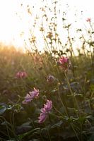 Goldene Stunde