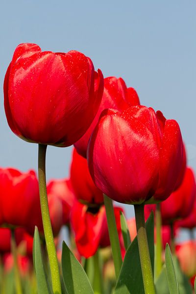 Roden Tulp van Dennis Schaefer