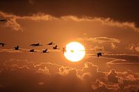 Cranes in the sunset Zingst Baltic Sea Germany