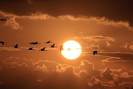 Cranes in the sunset Zingst Baltic Sea Germany by Frank Fichtmüller