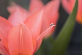 druppel op tulp van Monique de Koning
