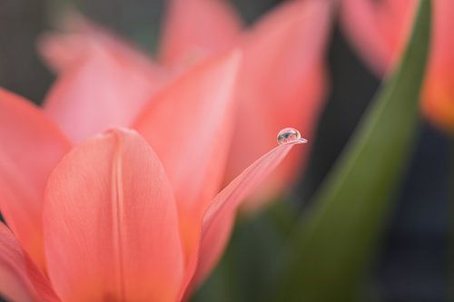 druppel op tulp