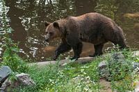 Brown Bear : Ouwehands Dierenpark