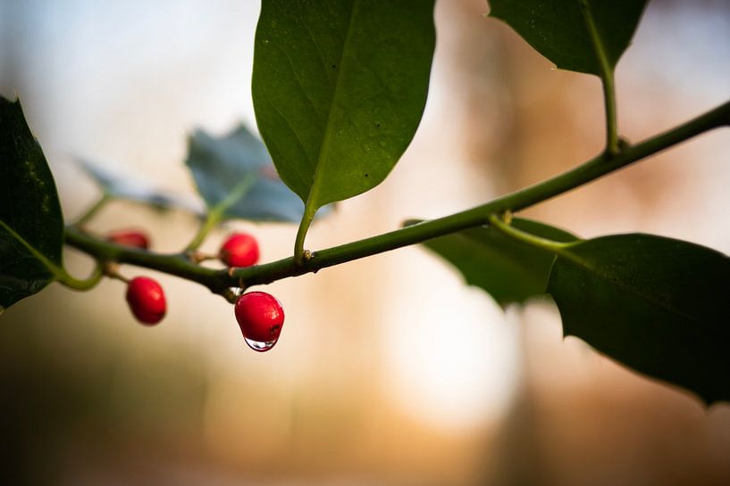 Holly by Mariette Kranenburg