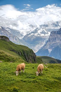 Grazend koeien in de Zwiterse Alpen. van Floyd Angenent