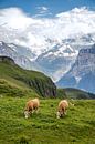 Grazend koeien in de Zwiterse Alpen. van Floyd Angenent thumbnail
