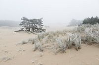 Hulshorsterzand