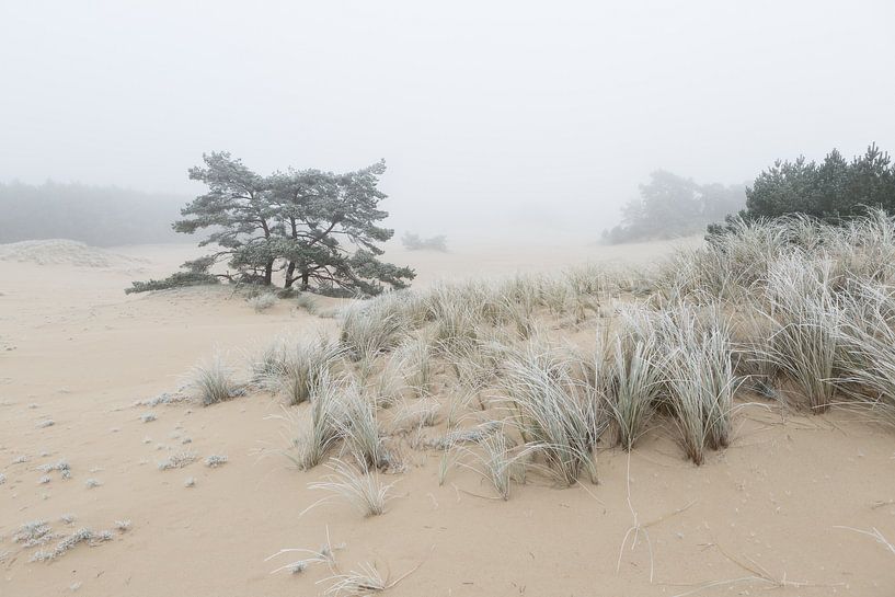 Hulshorsterzand van Theo Klos