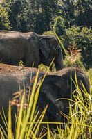 Éléphants d'Asie