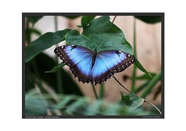 Blue Morpho - A2 by Matthias Brix