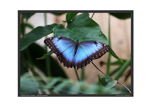 Papillon morpho bleu - format A2
