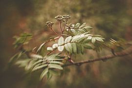 Sanfter Tanz von Hiske Boon