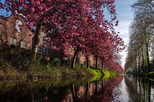 Fleurs roses (fleurs de cerisier) en rang au printemps