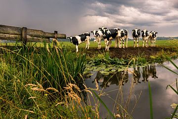 Cows in bad weather. by Danny den Breejen