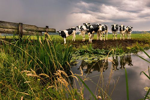 Kuhe in schlechtes wetter.
