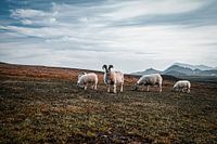 Schapen in IJsland