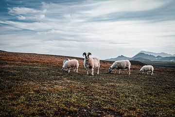 Schafe in Island von Rafaela_muc