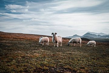 Schapen in IJsland van Rafaela_muc