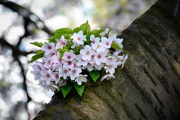 Kirschblüte, die vom Baumstamm keimt von Evelien Doosje