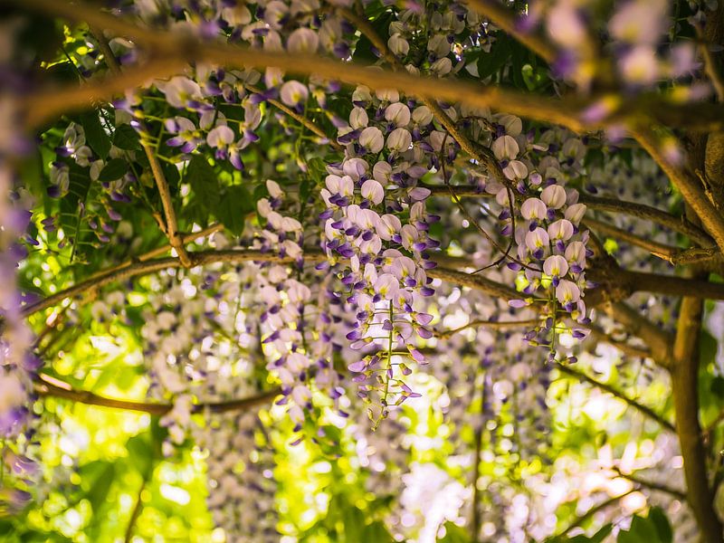 Wisteria with branches by Martijn Tilroe