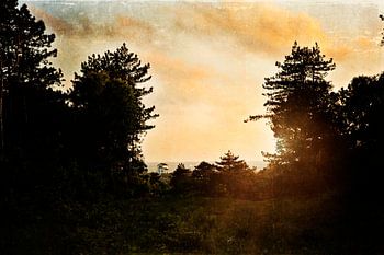 Rêverie | Bergen aan Zee