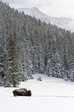 American bison *Bison bison*, bull in winter, surrounded by snow covered mountains, Yellowstone, USA by wunderbare Erde