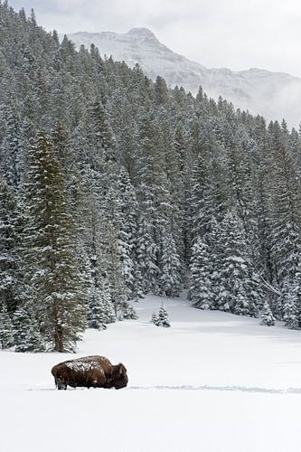 der Bulle vom Abiathar Peak...  Amerikanischer Bison *Bison biso von wunderbare Erde