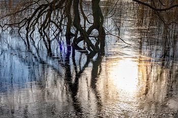 Weeping willow in the ice