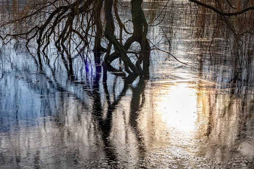 Weeping willow in the ice by Holger Felix