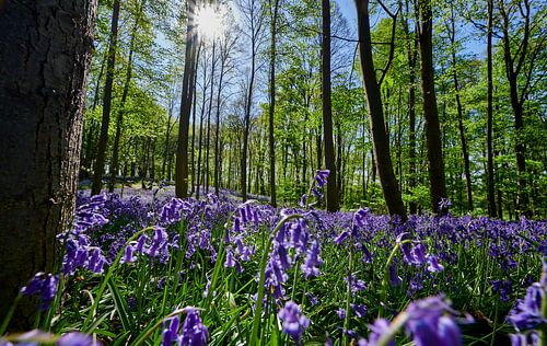 bluehende Hasengloeckchen  im Wald