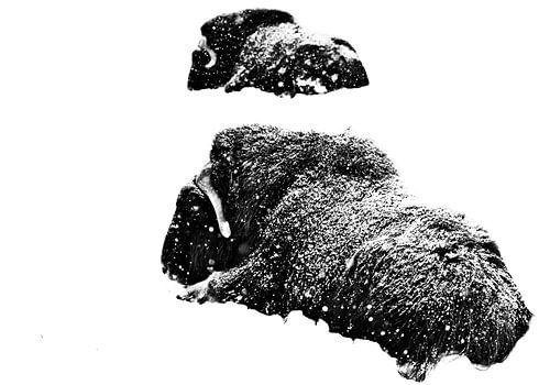 Twee muskusossen liggen in de sneeuw in de strenge winter. Geïsoleerd op witte achtergrond.oxen onde
