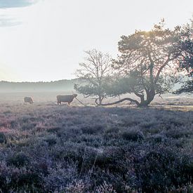 Schotse Hooglander op de Westerheide bij Hilversum van Jos van den berg