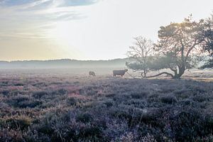 Highlander écossais sur la Westerheide près de Hilversum