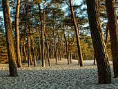 Bomen in het zand van Bart Verbrugge thumbnail