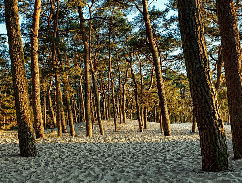 Bomen in het zand van Bart Verbrugge