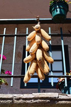 Corn cobs hang to dry at the edge of a sunny balcony