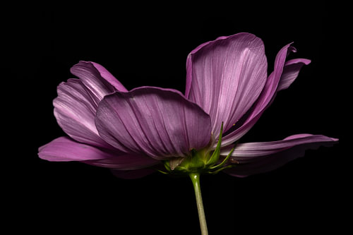 Elegante roze Cosmos bloem op zwarte achtergrond – Fine art macro