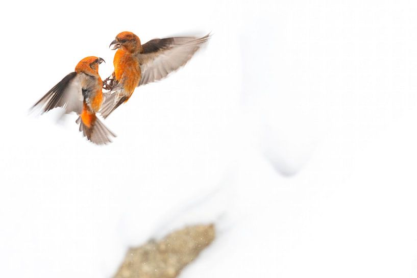 Kämpfende Vögel von Sam Mannaerts