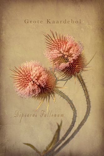 Kaardebol. Botanische prent. 2 Klassiek