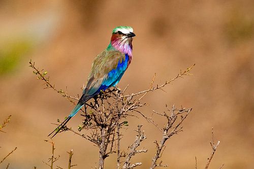 Lilac Breasted Roller