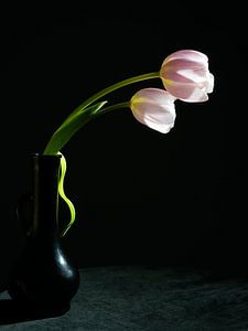 Tulips in black