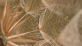 Rural panorama: Looking past the tufts of grass to spot a tuft by Marjolijn van den Berg