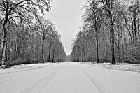 bos (lingebos) in sneeuw bedekt