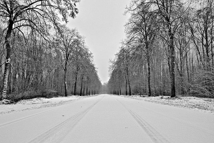 bos (lingebos) in sneeuw bedekt van Matthijs Temminck
