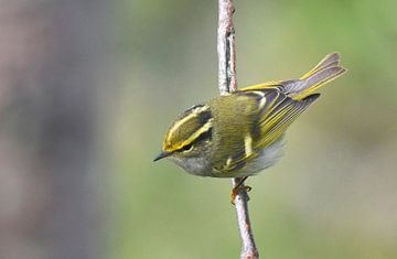 Pallas Boszanger (Phylloscopus proregulus) van Beschermingswerk voor aan uw muur