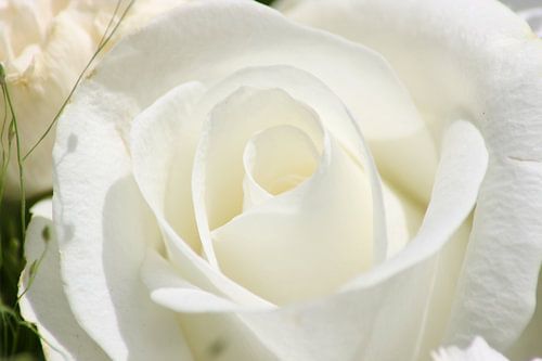 virginal white by Vittoria Roitero-Maas