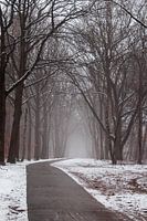 Forest in Amersfoort - Netherlands