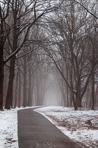 Forest in Amersfoort - Netherlands