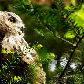 Bubo bubo sur Marlies van den Hurk Bakker