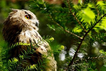 Eagle Owl by Marlies van den Hurk Bakker